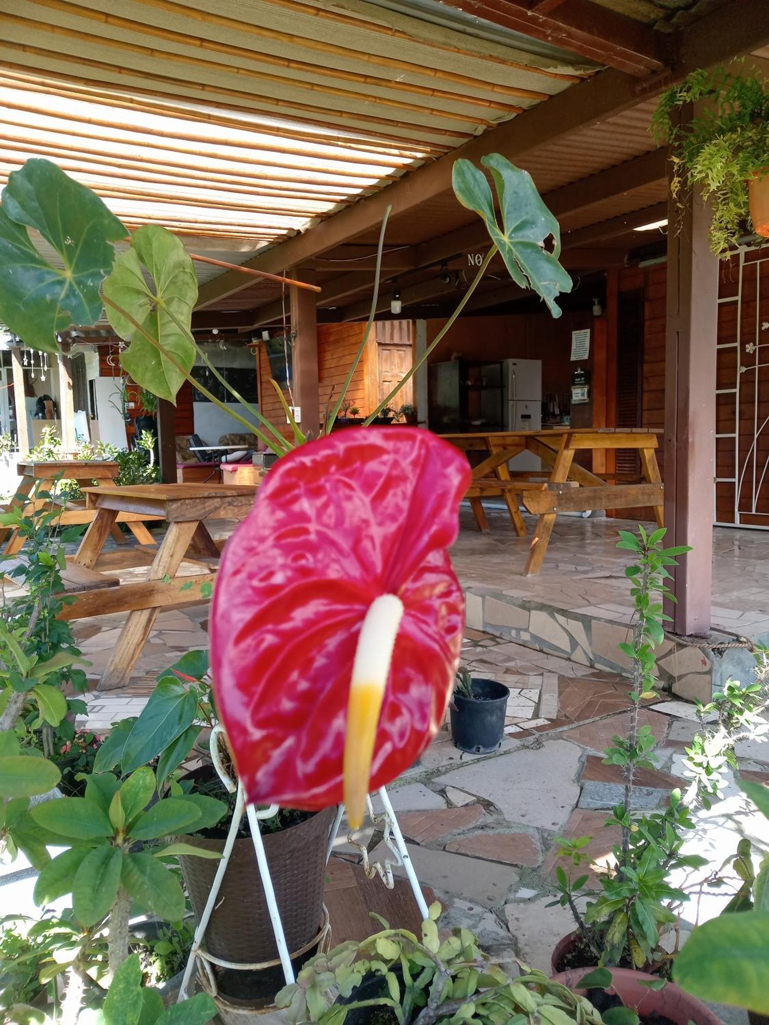 Hostal Vista Boquete Bajo Boquete Екстериор снимка